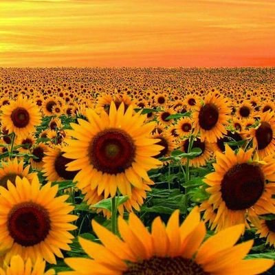 5118aass2's profile picture. 