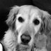 MosbysMum (@lisaallan64) Twitter profile photo MosbysMum (@lisaallan64) Twitter profile photo