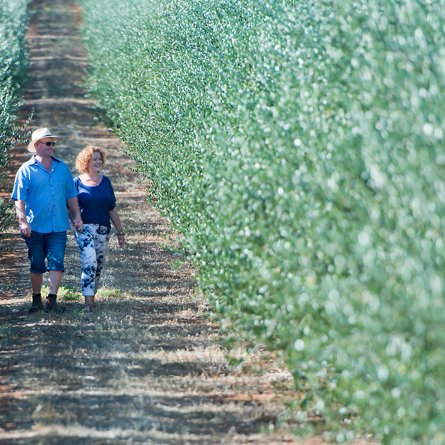 OliveWaikerie's profile picture. super high density olive grove