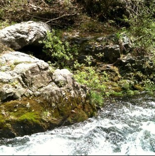 gomatokemono's profile picture. 