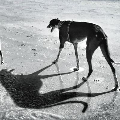 I am a retired greyhound called Storm. I live with my fur bro Bourbon the lurcher @bourbonthegorm, 2 cats and 3 humans. This is my happy ever after.