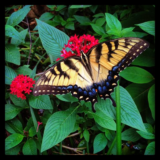 Nature lover, museum peep @FloridaMuseum. Tweets are entirely unofficial and my own.