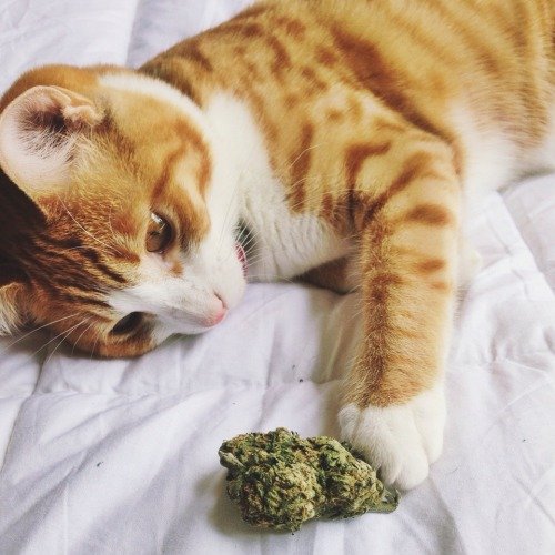 I like weed, cats, music, food, and travelling.