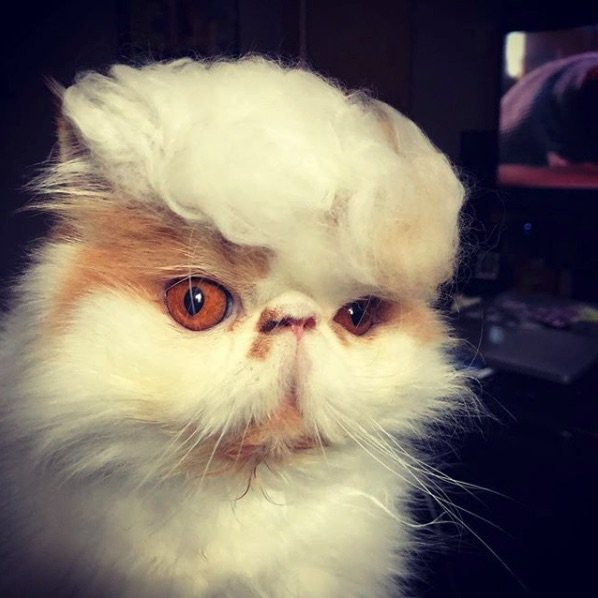 Quotes and photos from the 45th President of the United States of Furmerica 🇺🇸 My hair is on point.
Make America Meow Again