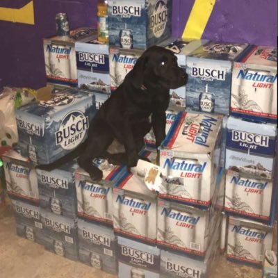 crimsonchin44's profile picture. neighborhood correspondent $SHIB Chief of Reverse Osmosis