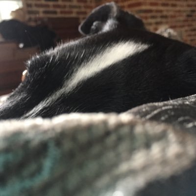 NoGimmickJKJK's profile picture. Field epistemologist. I prefer the acoustic version.