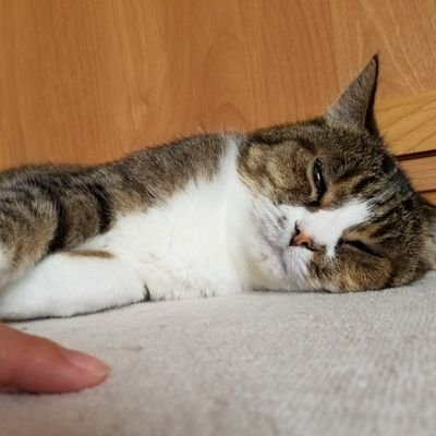 moko_cho's profile picture. 猫ちゃんとハンドメイド大好きです
23歳の猫と暮らしてました
2021.8.18虹の橋
2022.1.6〜　ハチ♂😺

RADWIMPS/米津玄師/King Gnu/B'z/MAN WITH A MISSION/藤井風/中島健人