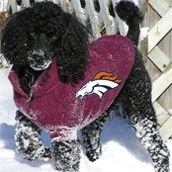 BroncosForums Profile Picture