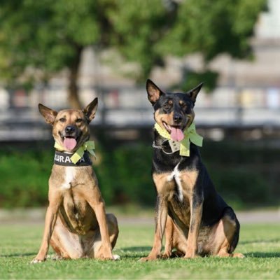 神戸市兵庫区にて保護犬ふれあいカフェGUARDIANを運営しています 殺処分される子達を一頭でも新しい家族に命を繋いで行くカフェです #保護犬＃里親募集#保護犬ふれあいカフェ#殺処分ゼロ