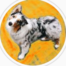 Follow for Aussie fun!
IG: @aussiedoggos