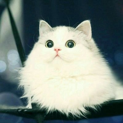 Q0TioJY8tGXWzKI's profile picture. 只想简单的生活，读书，养上几只猫，有座依山带院儿的房子，三五好友相聚，做喜欢的事。