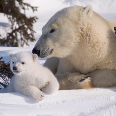 working on helping the environment and saving our beloved polar bears. Please visit our website for more information