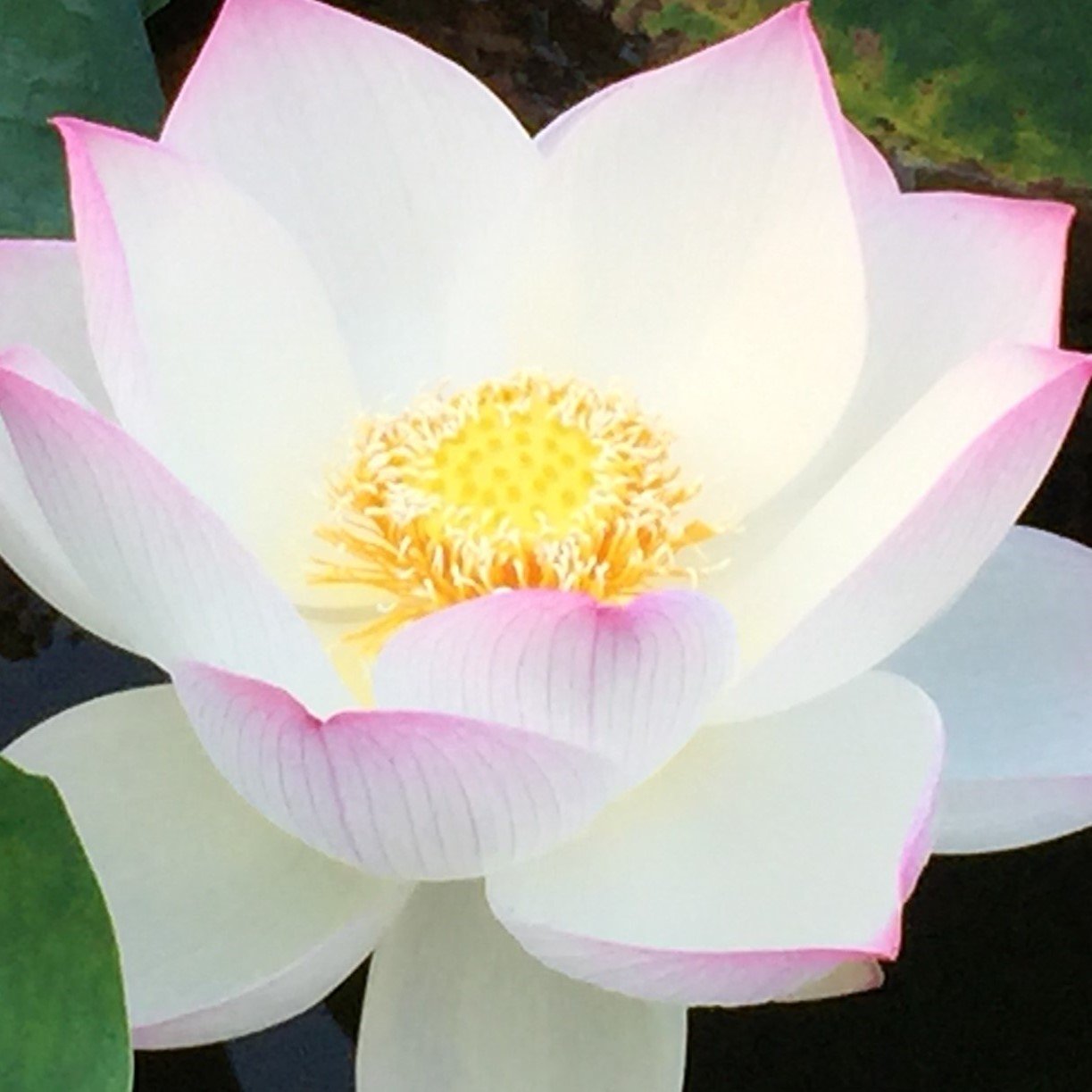 秋月　このは🍁さんのプロフィール画像