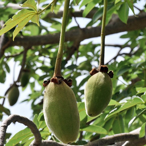 gambiatraveltip's profile picture. Follow me for the best Gambia Travel Tips and African cultural events updated throughout the year.