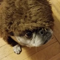 Simcha_Neccis (@simcha_neccis) 's Twitter Profile
