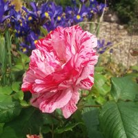 Chris James (@chrisja73498227) 's Twitter Profile