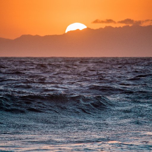 opportunitocean's profile picture. 