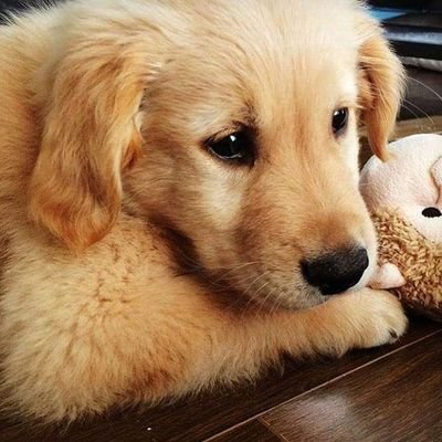 puspanjaliii's profile picture. Remember That God Loves You.🌹