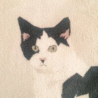 あわあわわ (@awanoshima) Twitter profile photo