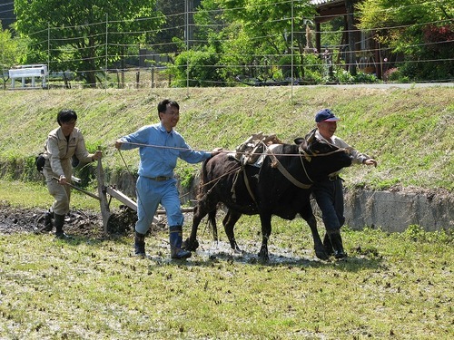 滋賀県高島市にある山里・椋川（むくがわ）で暮らしています。高齢化著しい山里のむらをにぎやかにしたいですね。