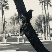 Steven D Lucas Jr (@skicher) 's Twitter Profile