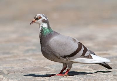 Grand explorateur pigeonnien tel Pytheas
            Rourou #PIGEONSQUAD

Officiel du gouvernement - France