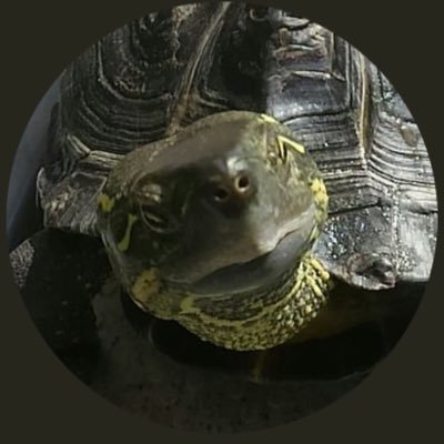 カメのかっちゃん かっちゃん亡くなりました 現実を受け止めきれません 眠ってるだけだと言って かっちゃん何寝てるん 起きや いつものように顔を上げて 原因も分からなくておそらく卵が詰まったのかなっ思います 亀突然死 突然死 亀 かめ カメのかっちゃん かっちゃん亡くなりました 現実を受け止めきれません 眠ってるだけだと言って かっちゃん何寝てるん 起きや いつものように顔を上げて 原因も分からなくておそらく卵が詰まったのかなっ思います 亀突然死 突然死 亀 かめ