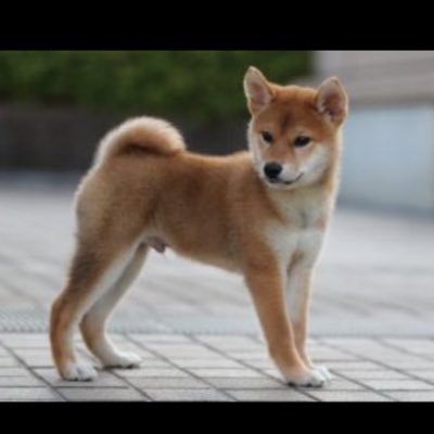 Week81626088's profile picture. ワン！