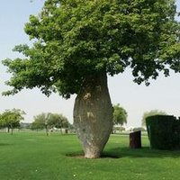 هاشم شفيع (@h99hashim1) 's Twitter Profile