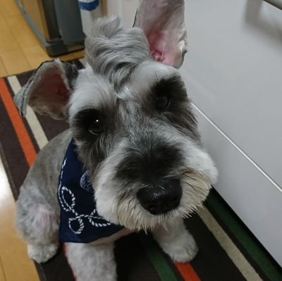 kojiyuki0823's profile picture. 道の駅めぐりやお寺や神社を巡ったりしてます。

ミニチュアシュナウザー飼ってます。

無言フォローご遠慮ください。
コメントかDMいただけましたら
うれしいです。

たまに つぶやきますが、
抽選好きなのでご迷惑な方は
フォロー外してくださいね。