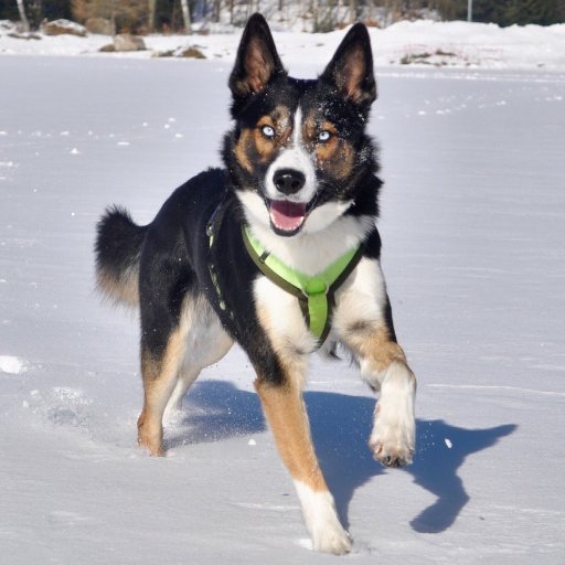 Bürohund im Textbüro, Abenteuerhund im Frankenland, bunter Hund in Town. Gehen wir jetzt Gassi? 🐺