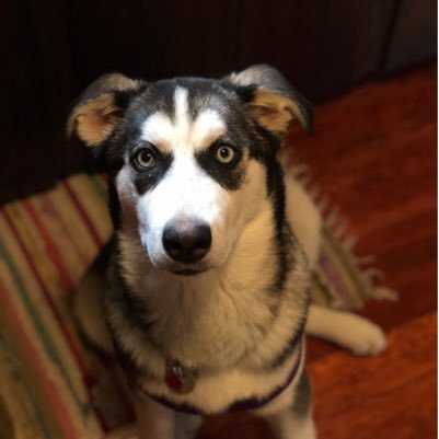 I’m So Bella. Hear Me Bork! 😎            IG: @bellabellyflop