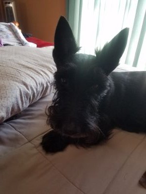 rexyjean9's profile picture. G Swifty to 6