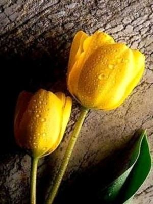 jayavig29's profile picture. 