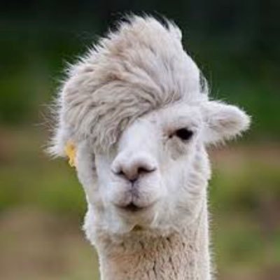lama daila lama daila