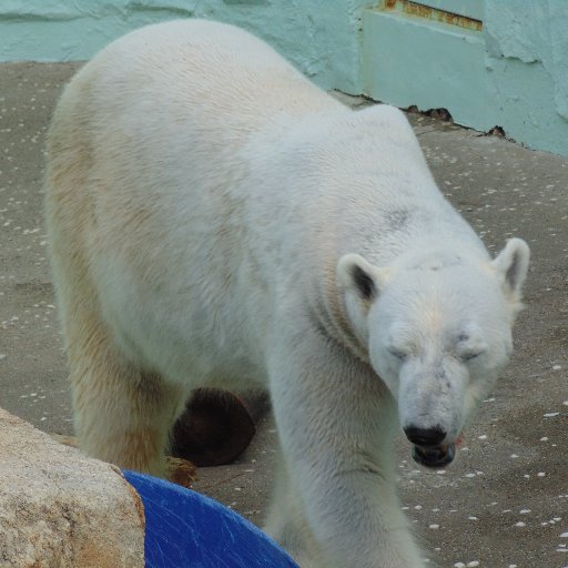 I'm Tongki. I reside in Everland Zoological Park. Which is owned by Samsung. However, I'm suffering due to the sub optimal conditions Samsung house me in.