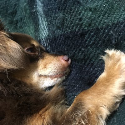 kingyo_bee1259's profile picture. 