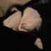 The Cat’s Mother (@thecatsmother55) Twitter profile photo The Cat’s Mother (@thecatsmother55) Twitter profile photo