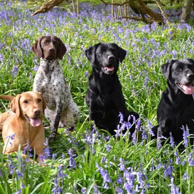 Sarahn79's profile picture. a few dogs, enjoys being outside and outdoor life, gundog enthusiast, likes Motorbikes