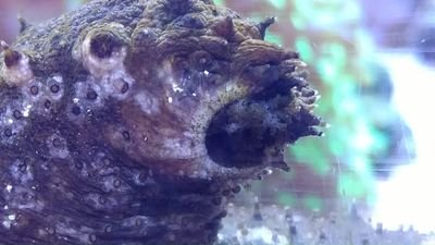 Hi everyone!! My name is Jerry, and I am a Sea Cucumber. I live in the Science building aquarium at Dixie State University in St George, UT.
Come say hello!