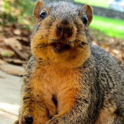 squirrels_at_iu's profile picture. The official #Twitter of the finest college squirrels in the country. Satellite account for the real-deal SQUIRRELS_AT_IU Instagram. ◘