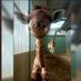 Beverley Goodstone (@mumtoagiraffe) Twitter profile photo Beverley Goodstone (@mumtoagiraffe) Twitter profile photo