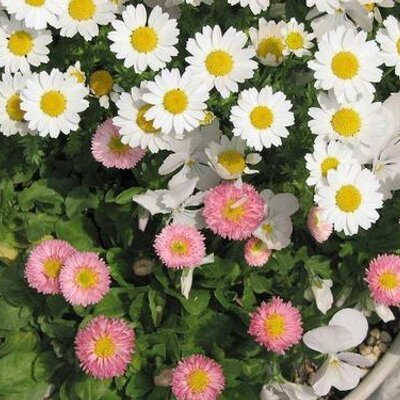 knp12eco's profile picture. 教育研究40年の経験は叙勲での評価で捉えられますが、もともとの肝臓癌に加えて、心不全、前立腺巨大化による腎肥大、メラノーマの骨転移などを得て、命の維持のために全力をあげないと維持できないので、これまでのメインテーマを離れ、可能なら教育研究の経験の中で、日本社会に少しでも役立つ事柄を書くことができれば書きたいと思います