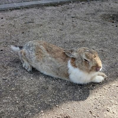 dntk_9848's profile picture. 