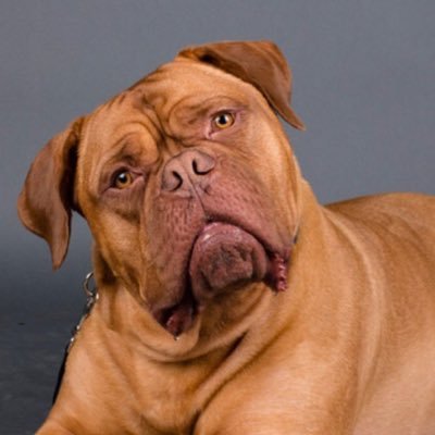 dogue de bordeaux for adoption