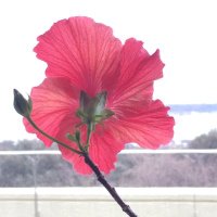 高橋裕 (@yutakahashi) 's Twitter Profile Photo