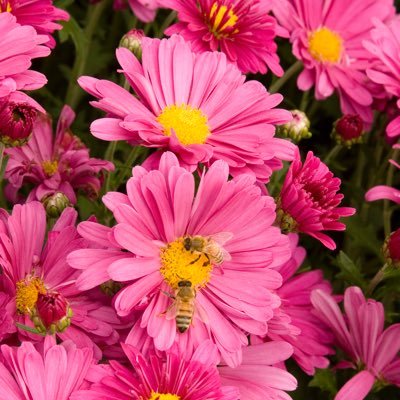 We love Daisies
