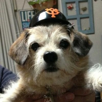 junjunjunboujun's profile picture. 氷室京介❤L'Arc-en-Ciel❤ポロンちゃん🐶                                               パリ✈️ハワイ✈️マレーシア✈️