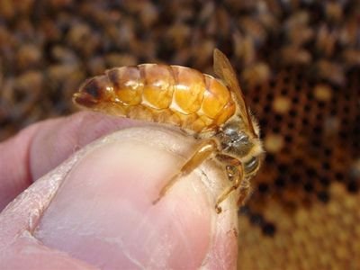 Danish Buckfast queenbreeder Ivan Nielsen