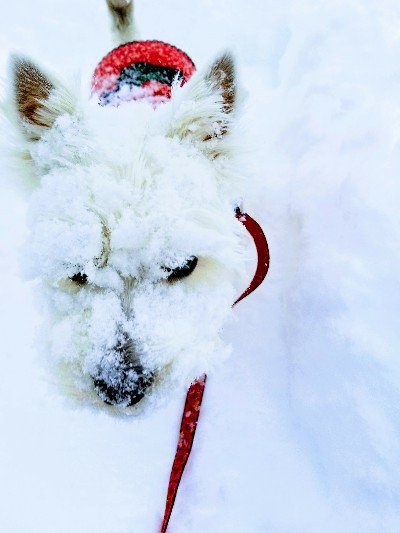 I love all dogs, but especially #Westie puppies!